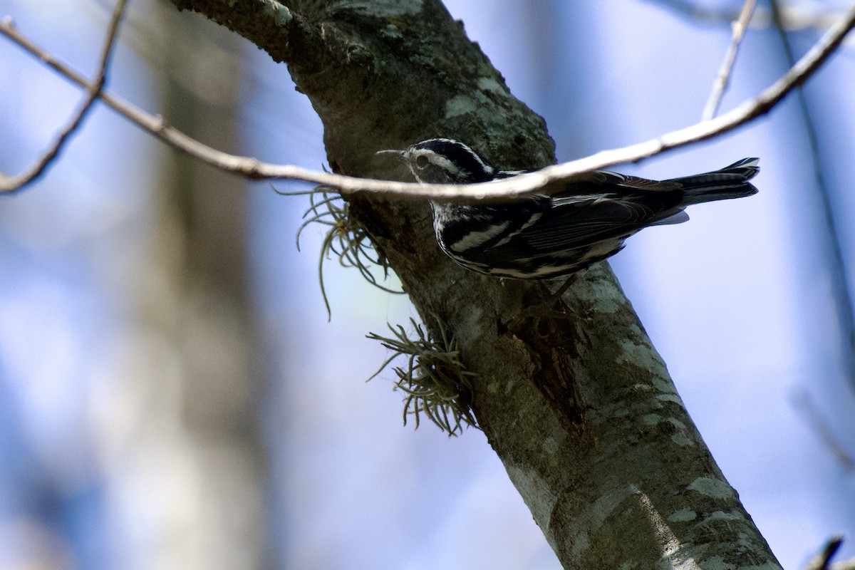 Black-and-white Warbler - ML632237811