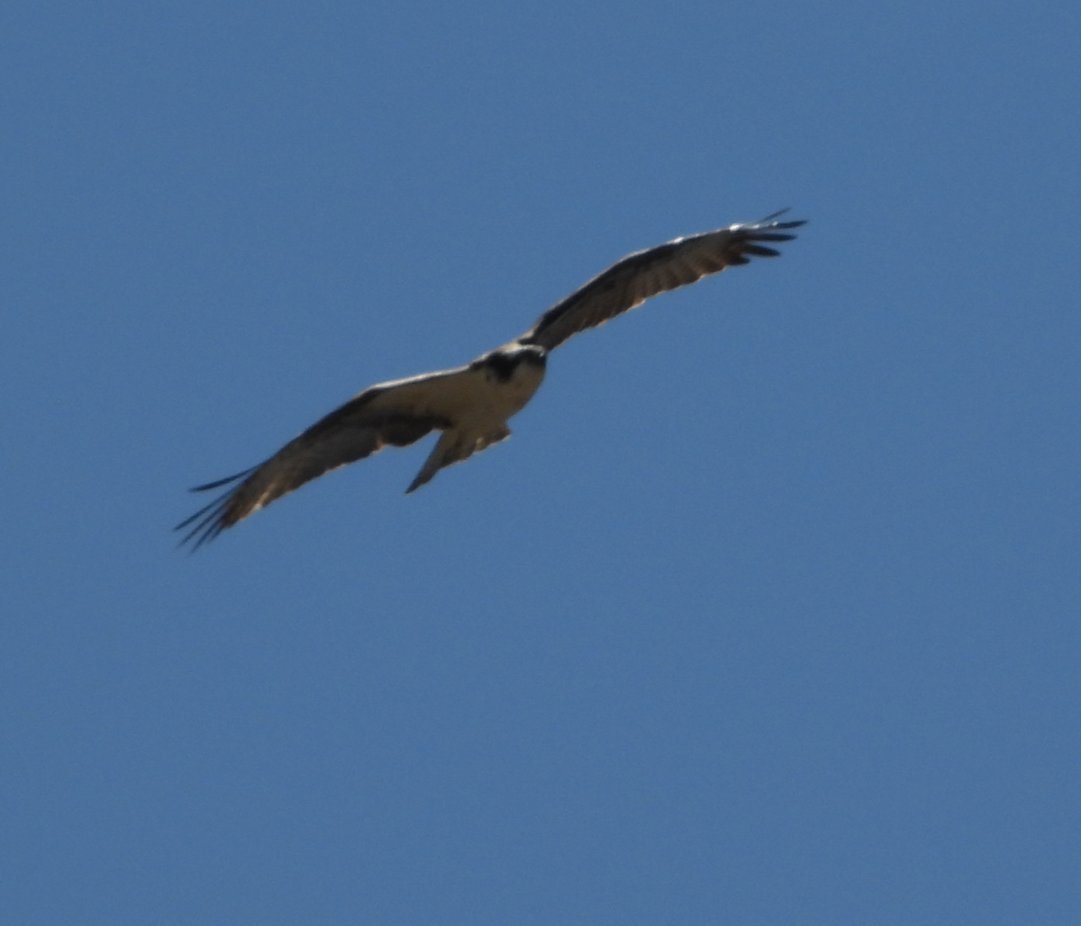 Águila Pescadora - ML632237847