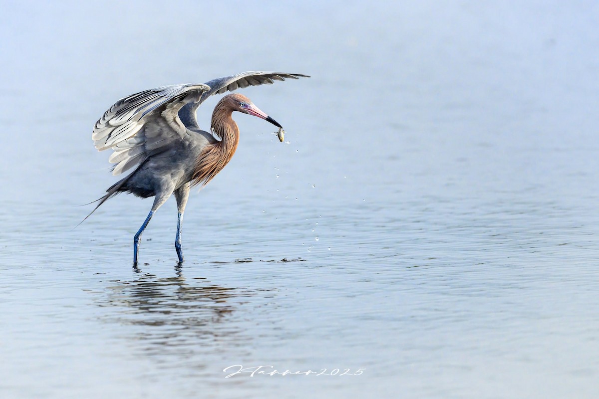 Reddish Egret - ML632237881