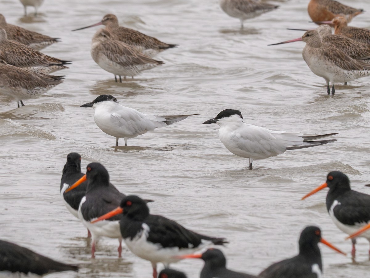 Australian Tern - ML632237977