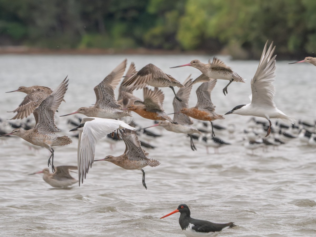 Australian Tern - ML632237980