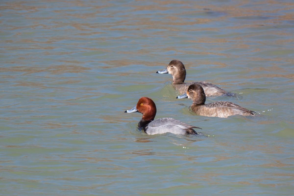 Redhead - ML632238033