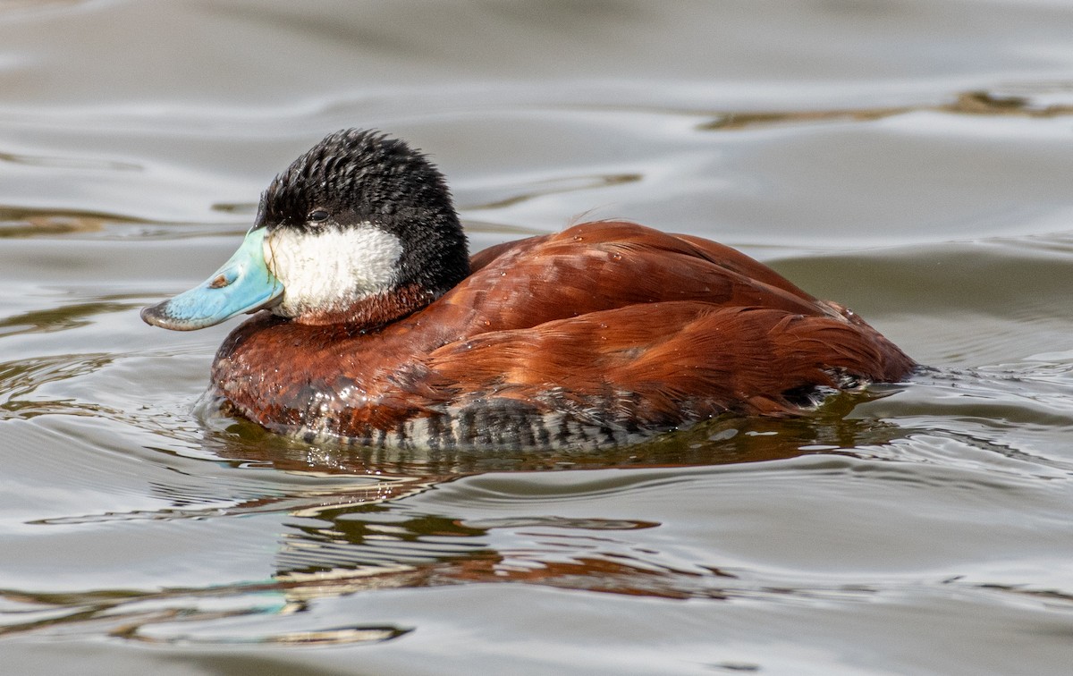 Gobbo della Giamaica - ML632238066