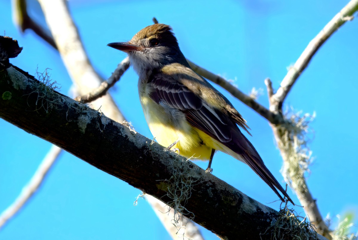 Great Crested Flycatcher - ML632238068
