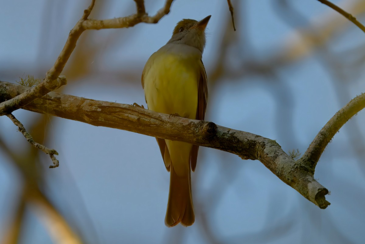 Great Crested Flycatcher - ML632238069