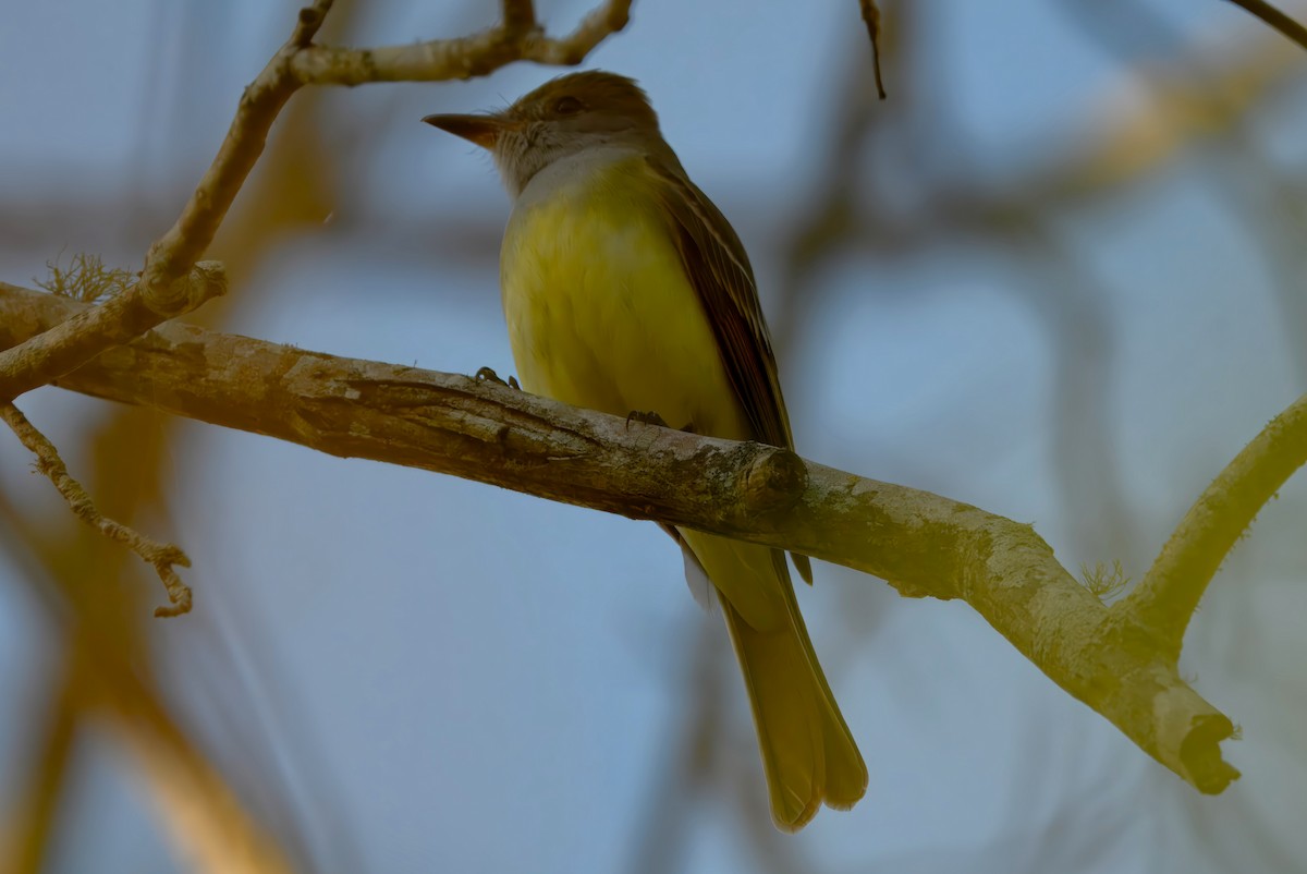 Great Crested Flycatcher - ML632238070