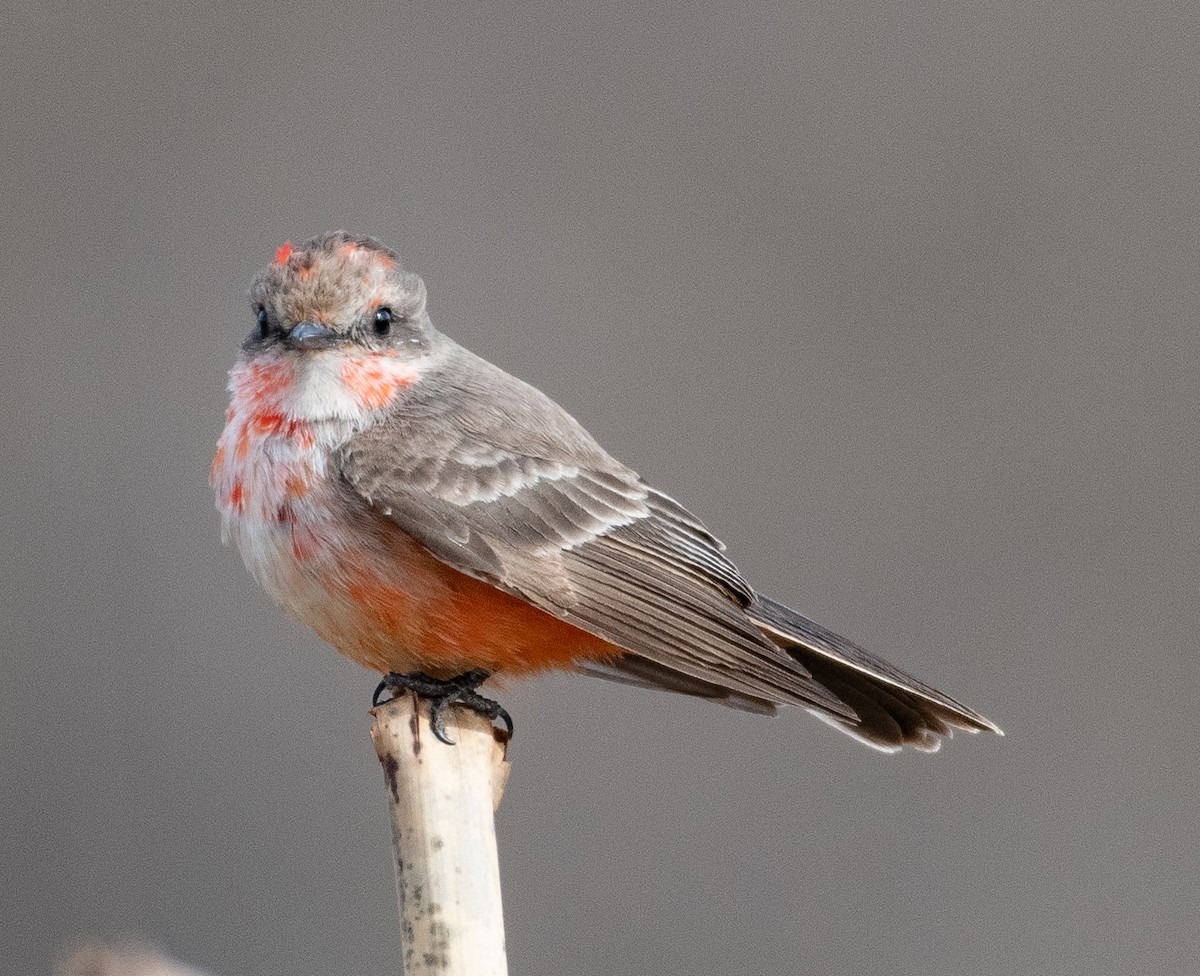Vermilion Flycatcher - ML632238075