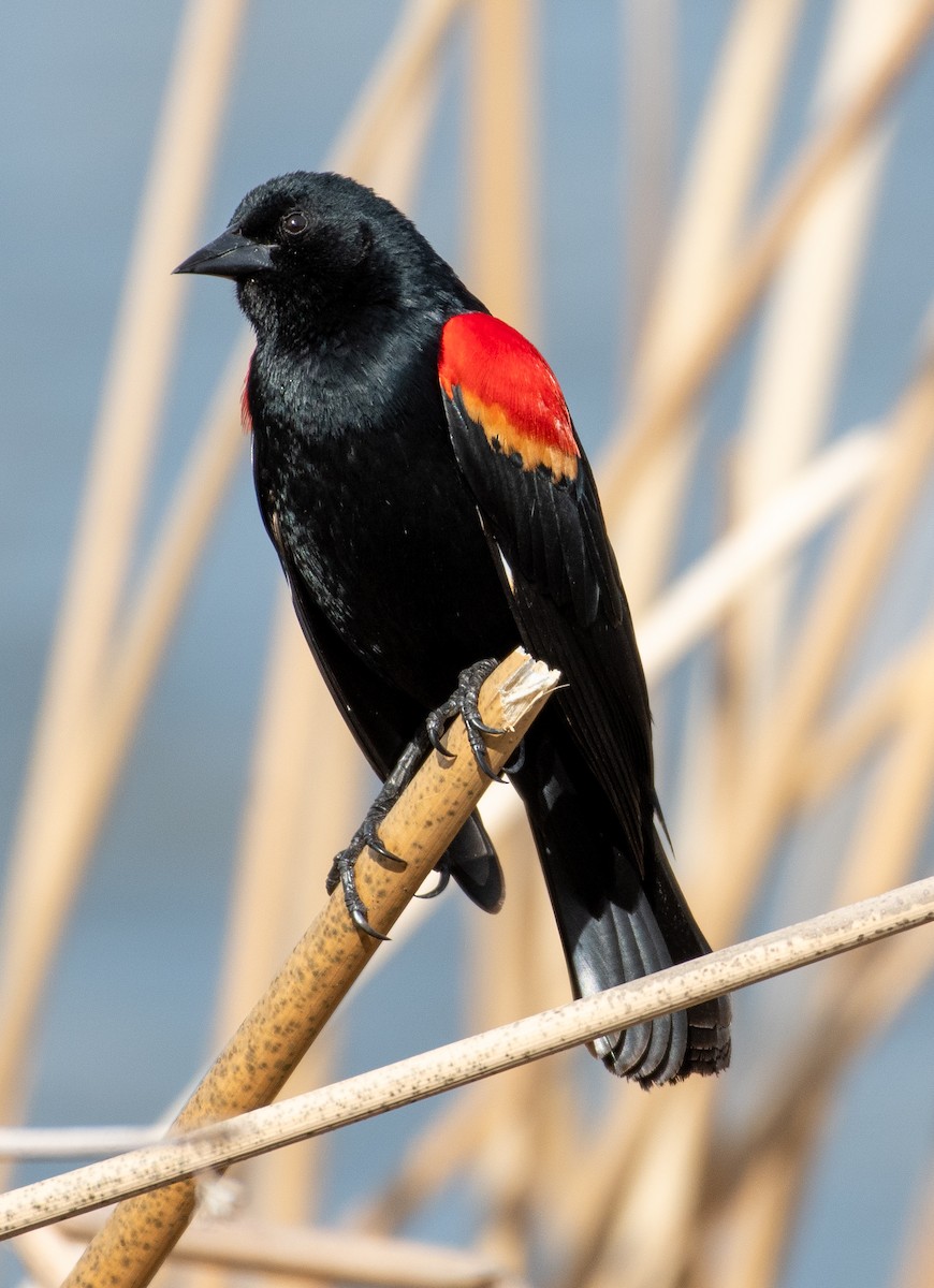 Red-winged Blackbird - ML632238080