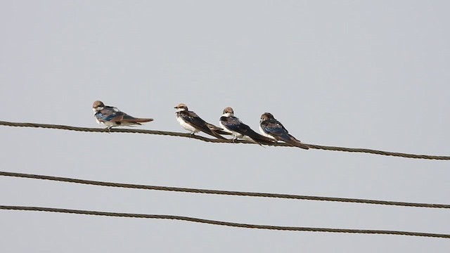 Wire-tailed Swallow - ML632238087