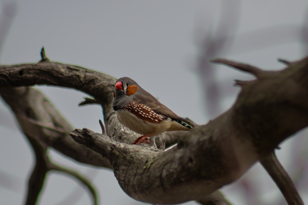 Zebra Finch - ML632238089
