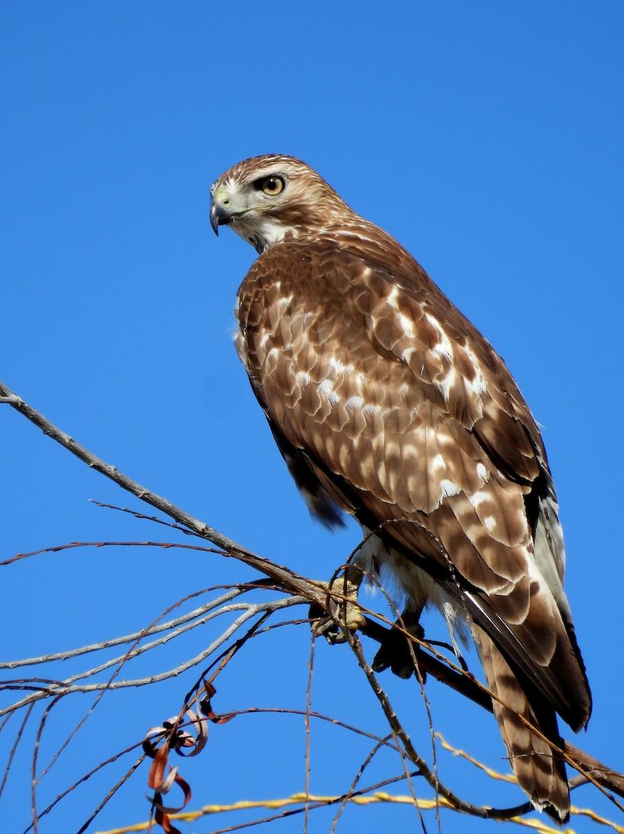 Red-tailed Hawk - ML632238166
