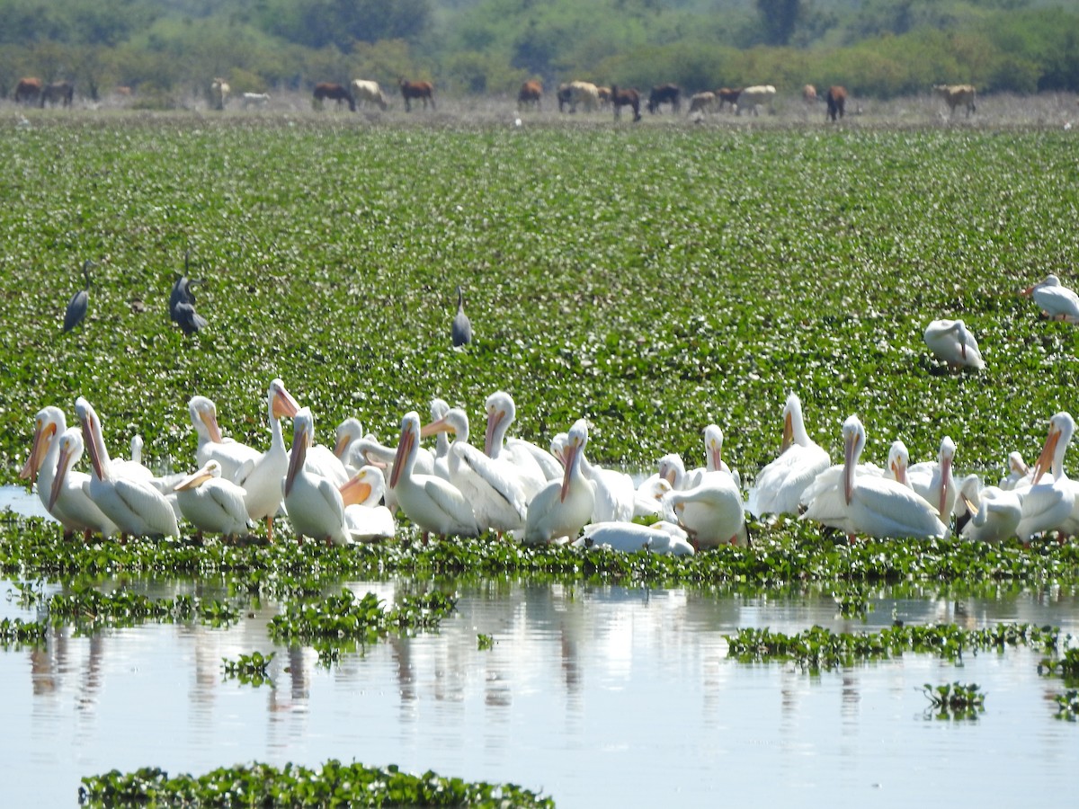 American White Pelican - ML632238180