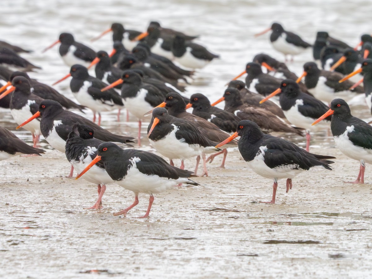 South Island Oystercatcher - ML632238183
