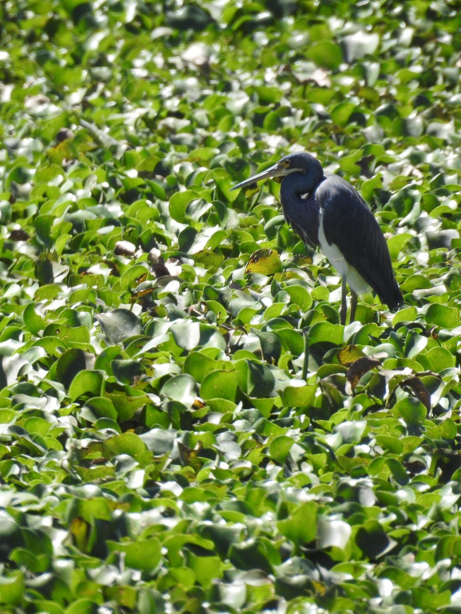 Tricolored Heron - ML632238207