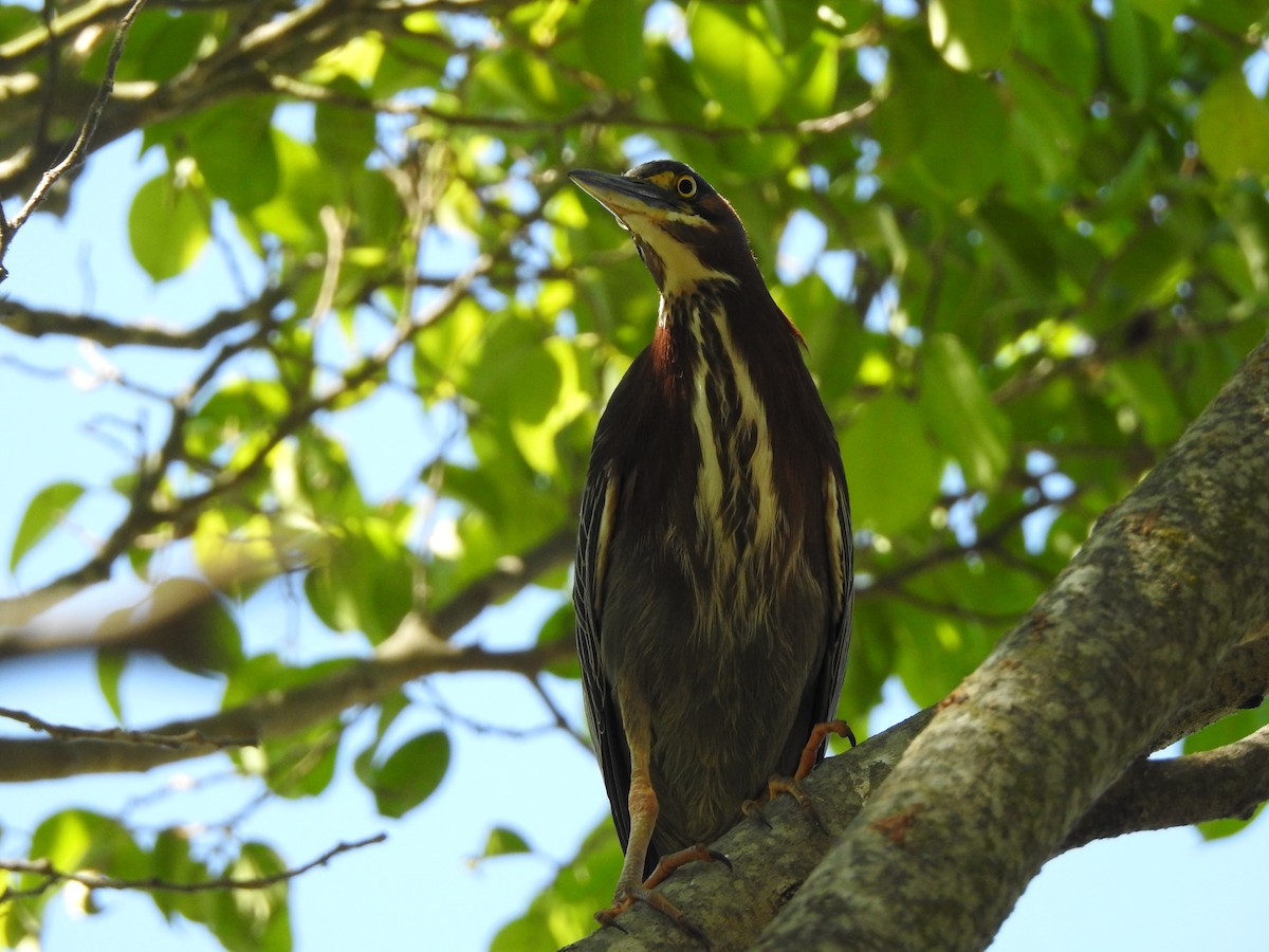 Green Heron - ML632238221
