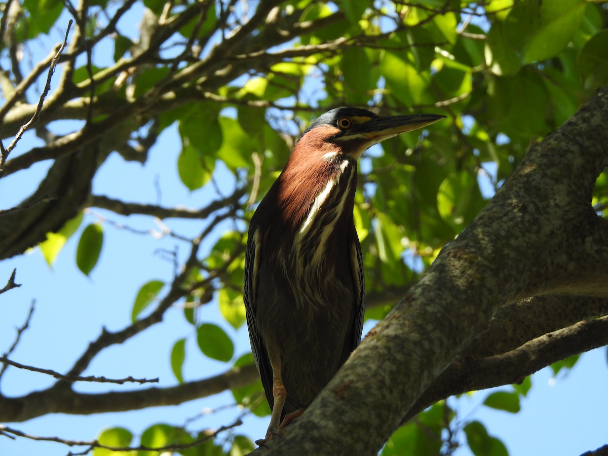 Green Heron - ML632238223