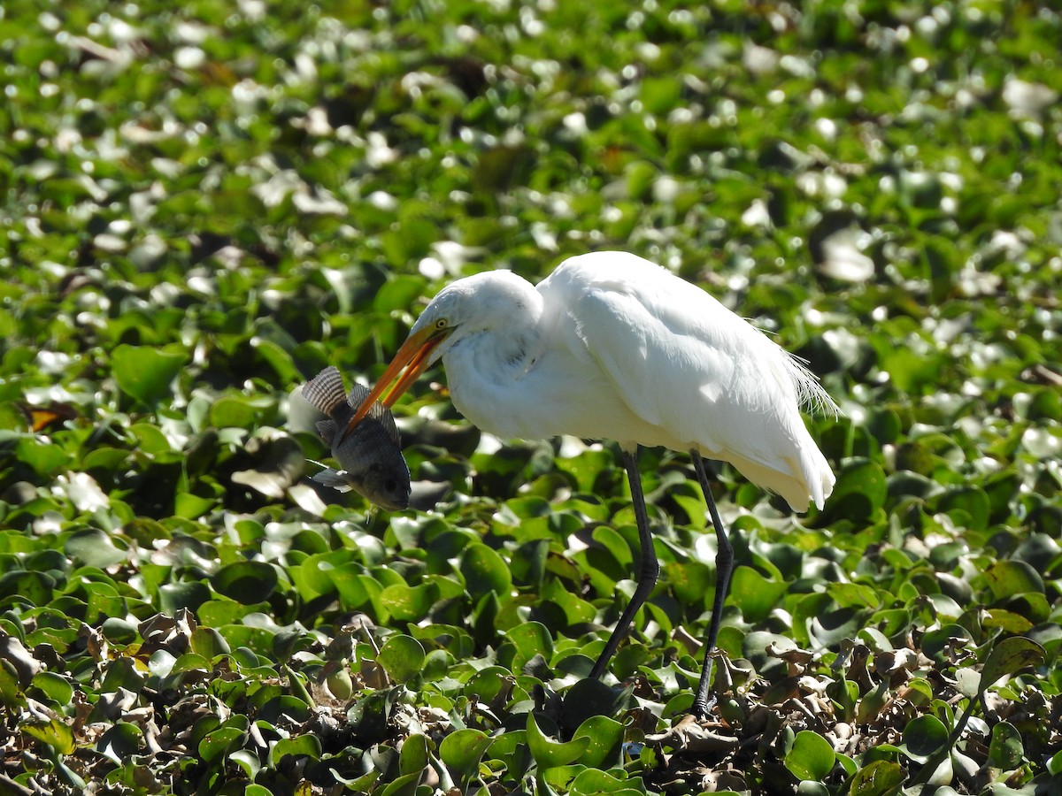 Great Egret - ML632238261