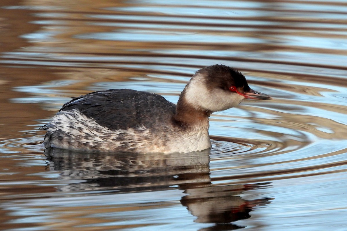 Horned Grebe - ML632238265