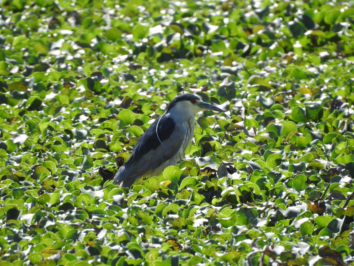 Black-crowned Night Heron - ML632238275