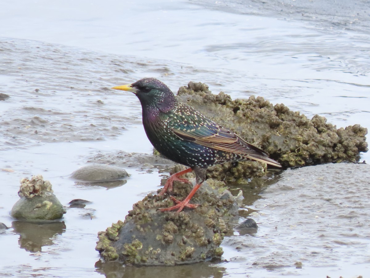 European Starling - ML632238292