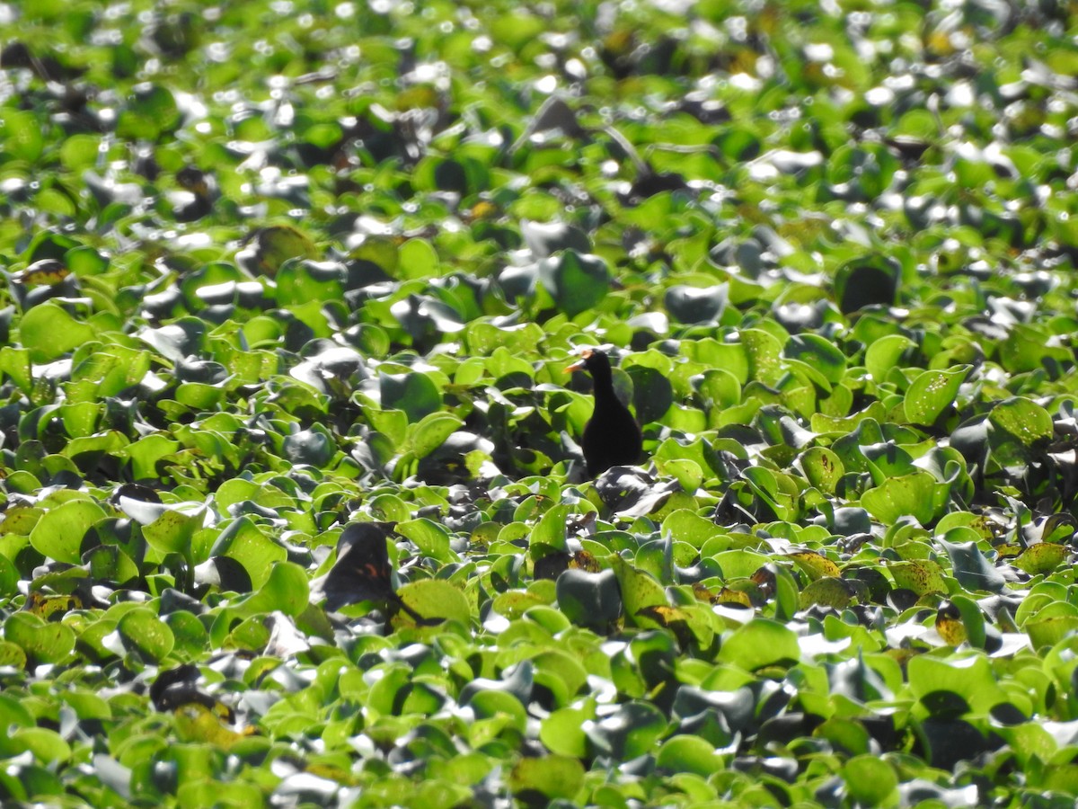 Northern Jacana - ML632238310