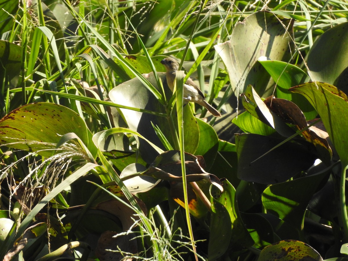 Cinnamon-rumped Seedeater - ML632238323