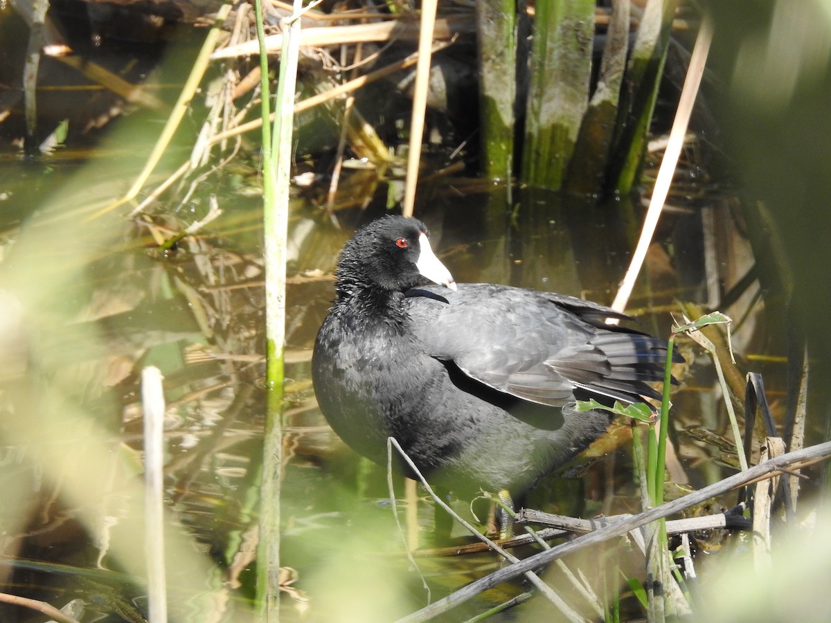 American Coot - ML632238332
