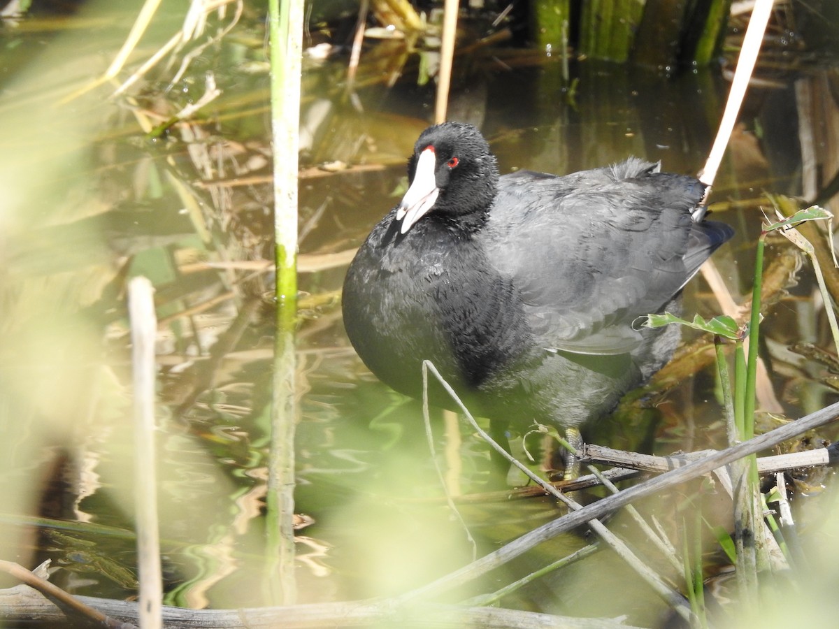 American Coot - ML632238339