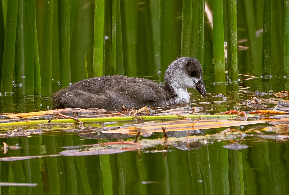 ML632238476 - Slate-colored Coot - Macaulay Library