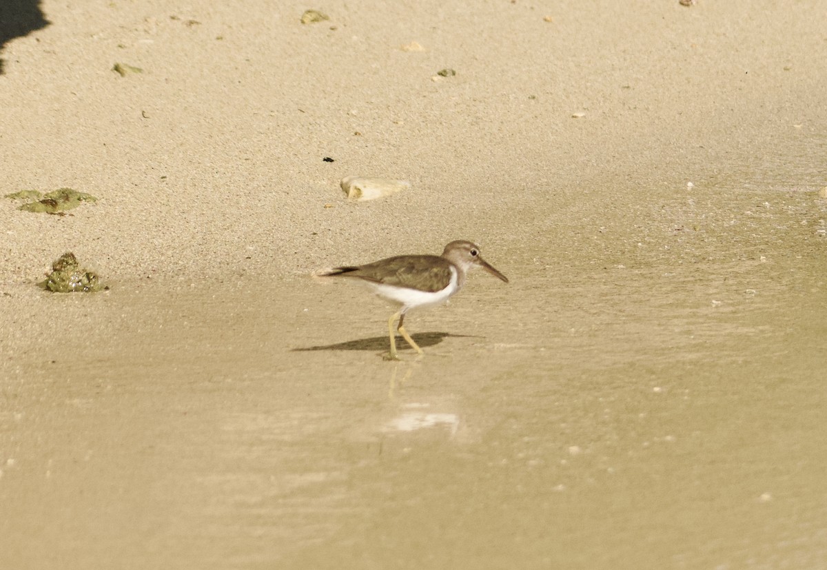 Einsiedelwasserläufer - ML632238549