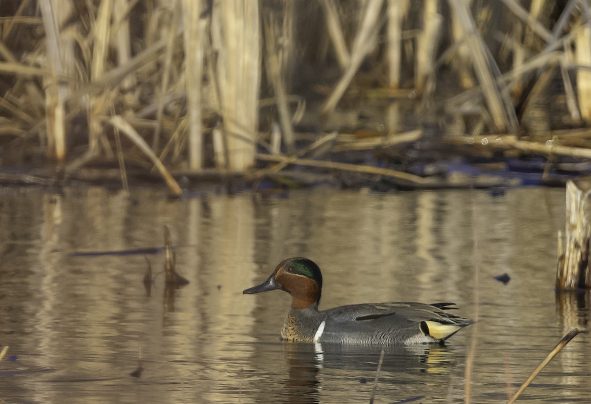 Green-winged Teal - ML632238715