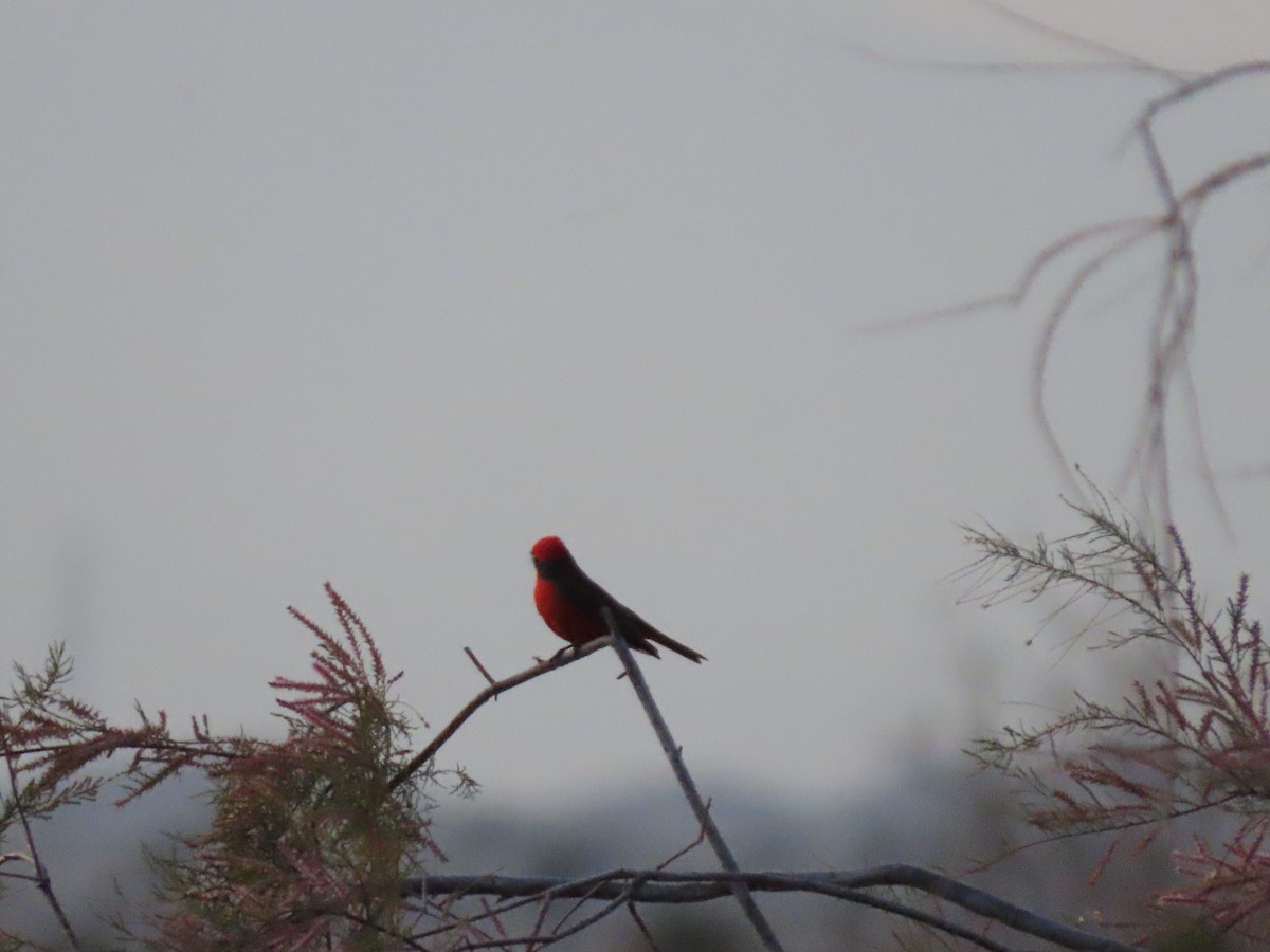 Vermilion Flycatcher - ML632238734