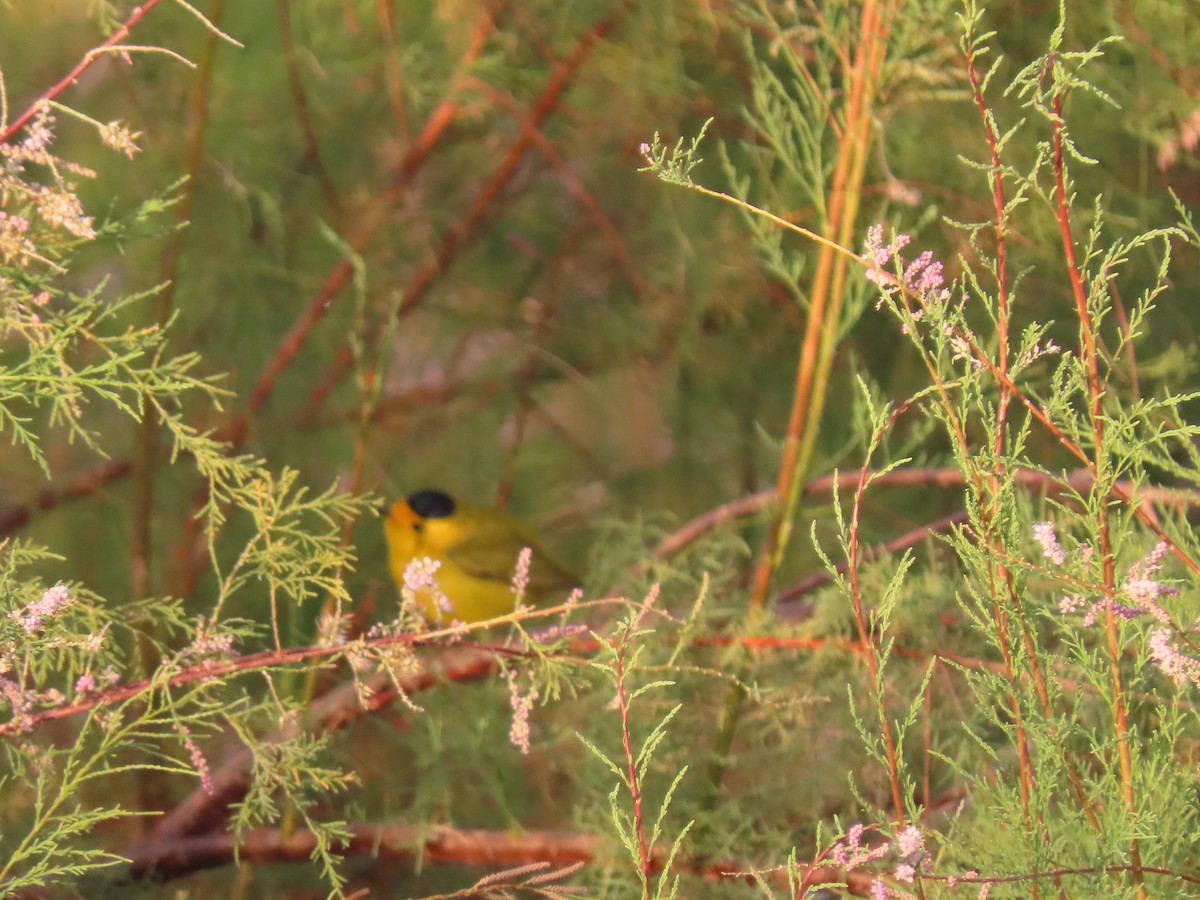 Wilson's Warbler - ML632238756