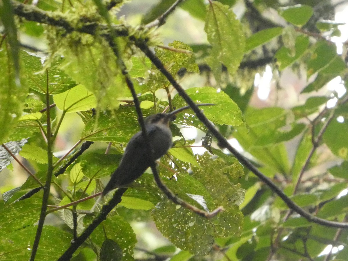 Green Hermit - ML632238800