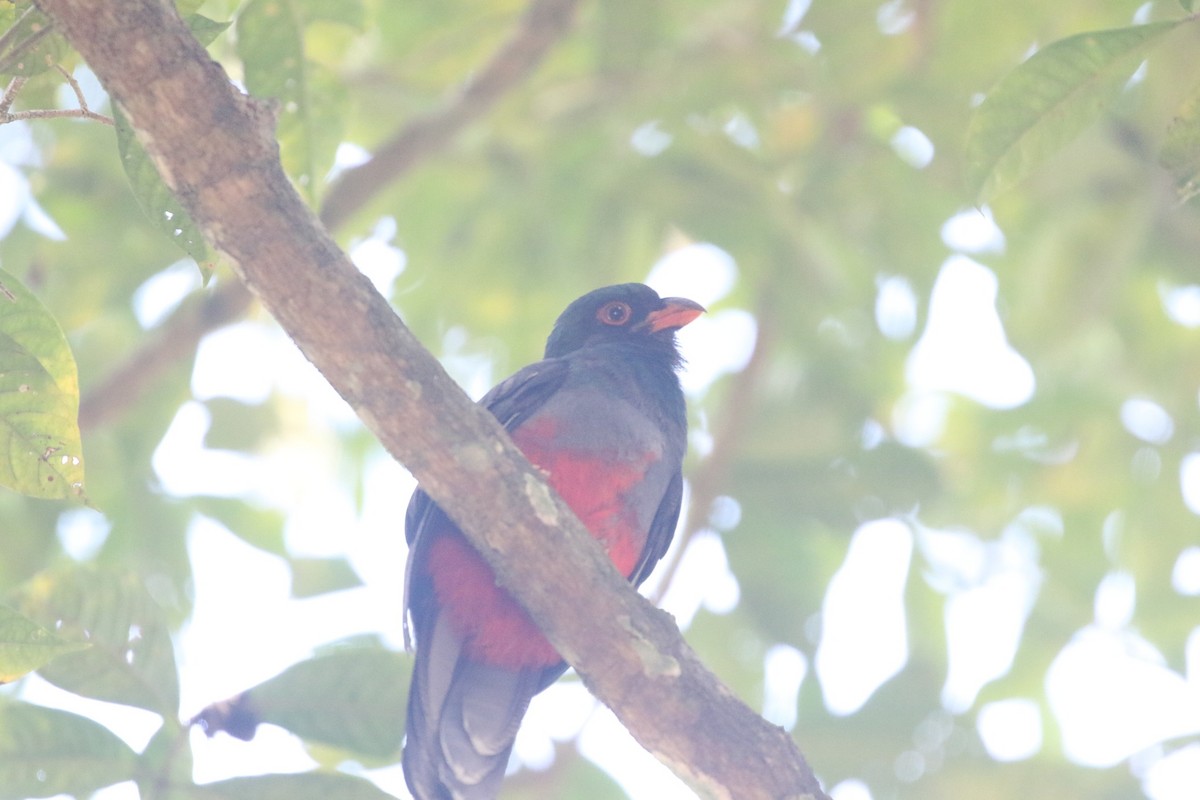 Gri Kuyruklu Trogon - ML632238803