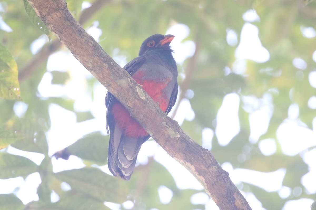 Gri Kuyruklu Trogon - ML632238804