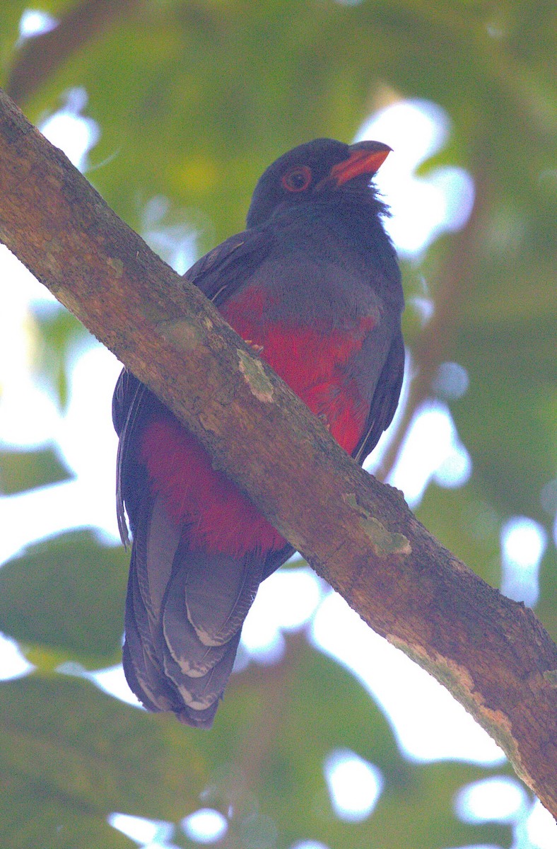 Gri Kuyruklu Trogon - ML632238805