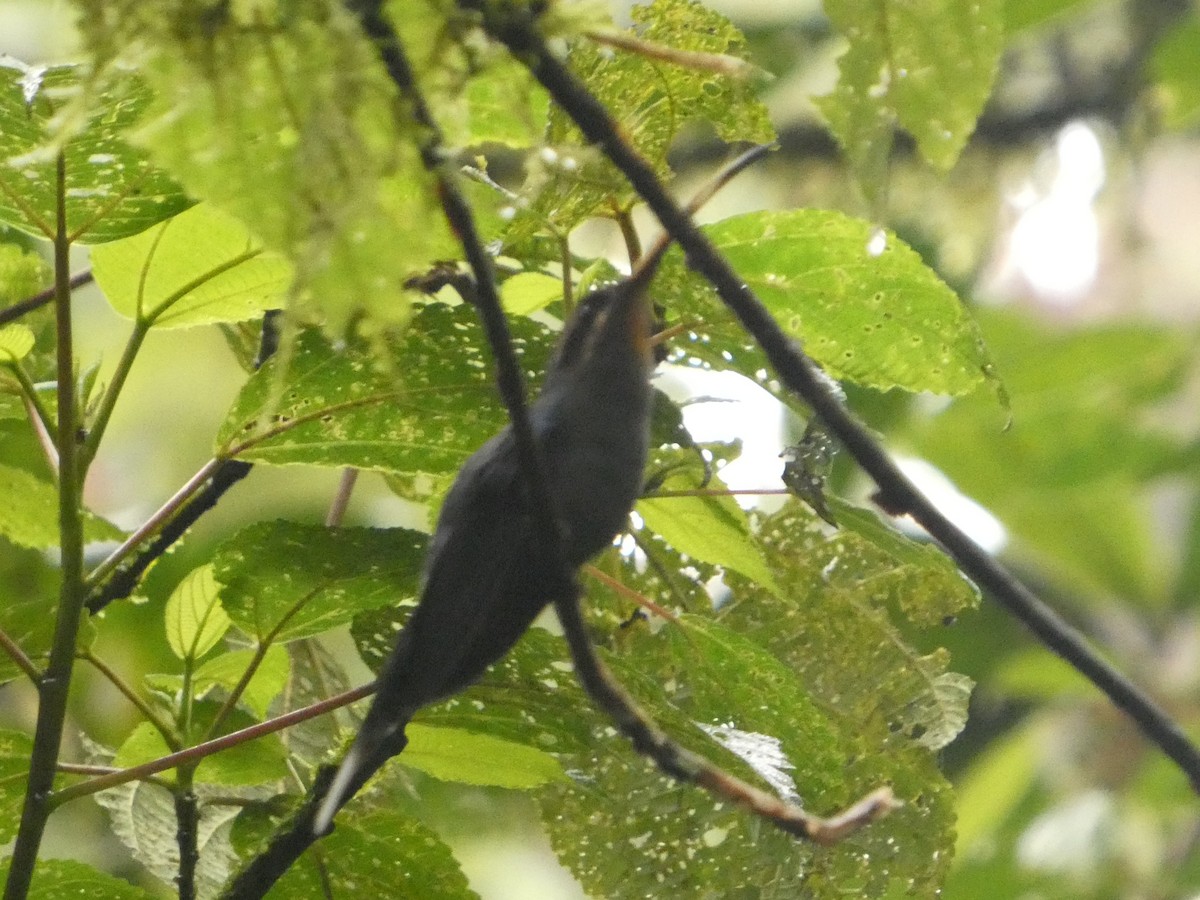 Green Hermit - ML632238814