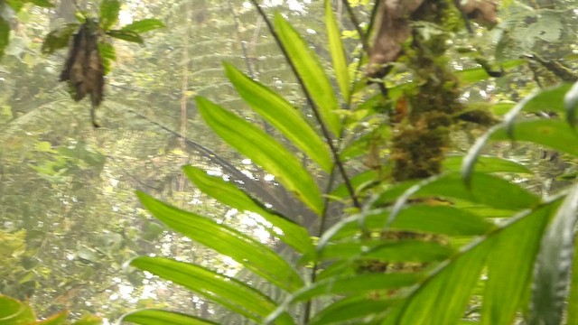Green Hermit - ML632238873