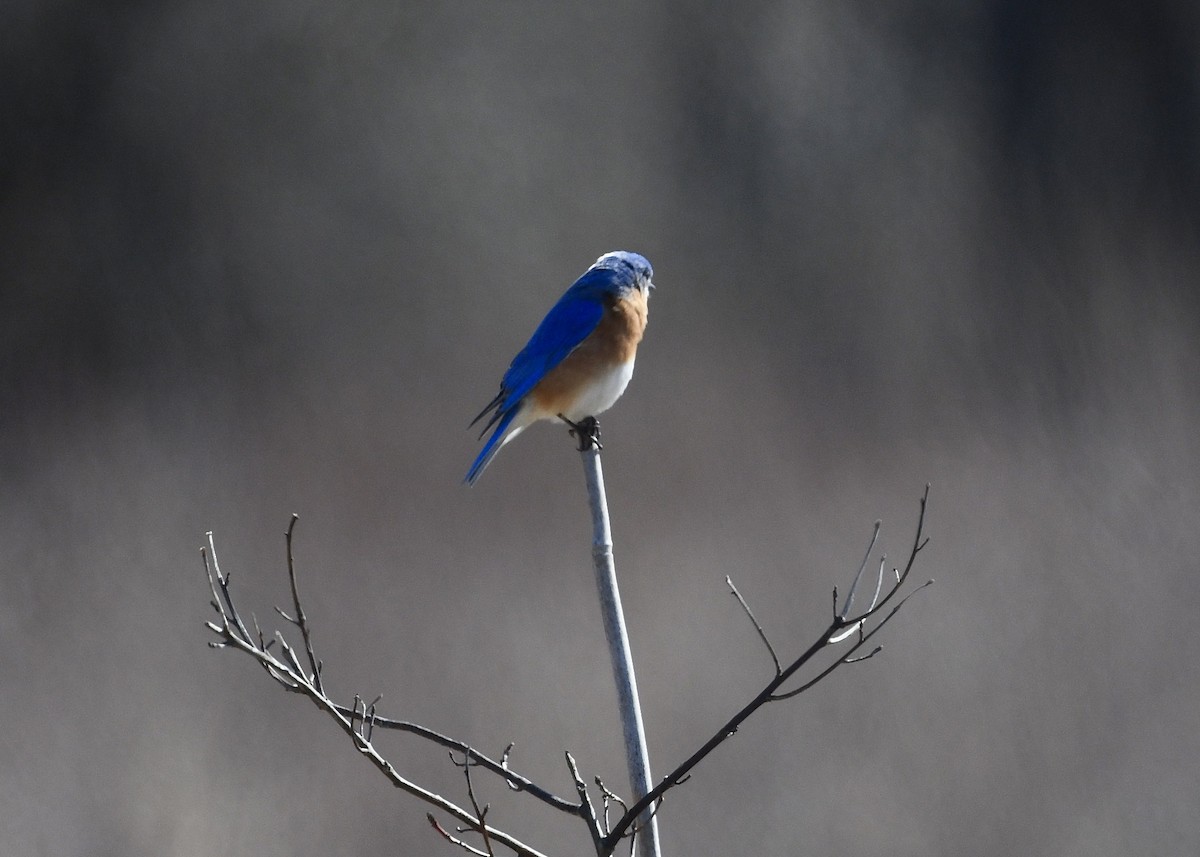 Eastern Bluebird - ML632238972