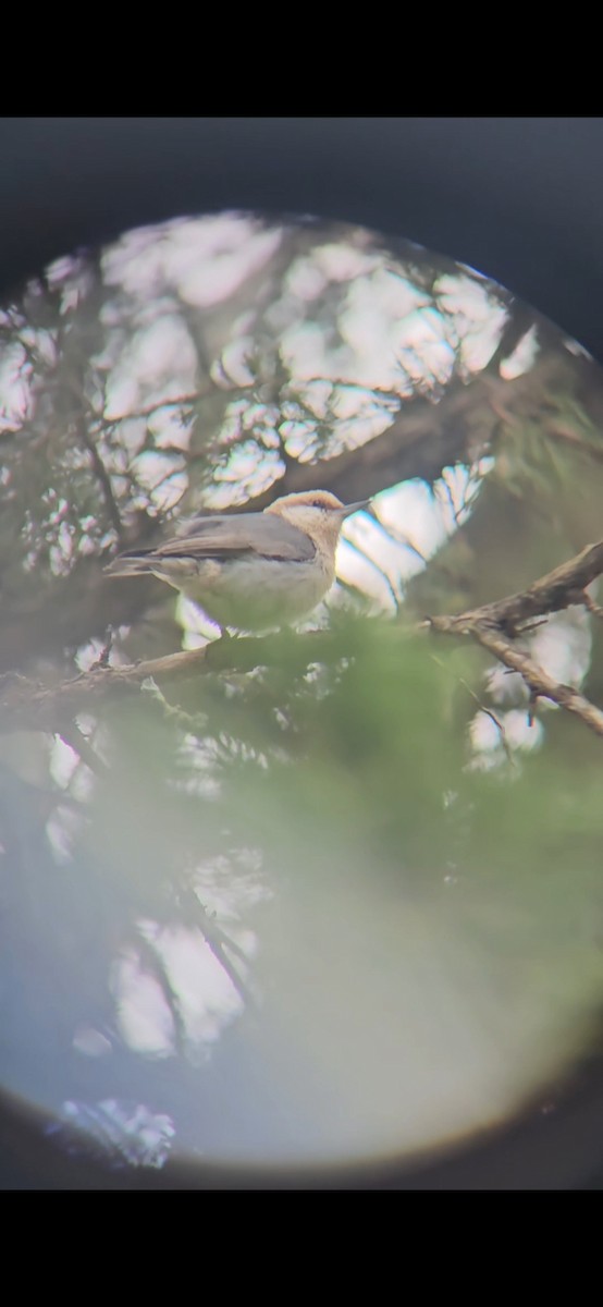 Brown-headed Nuthatch - ML632239036