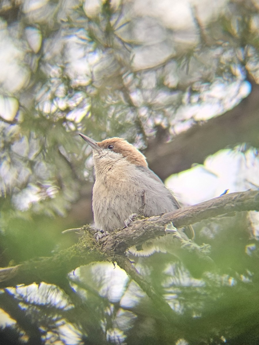 Brown-headed Nuthatch - ML632239037