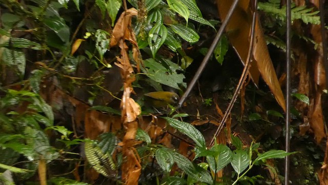 Common Chlorospingus - ML632239048