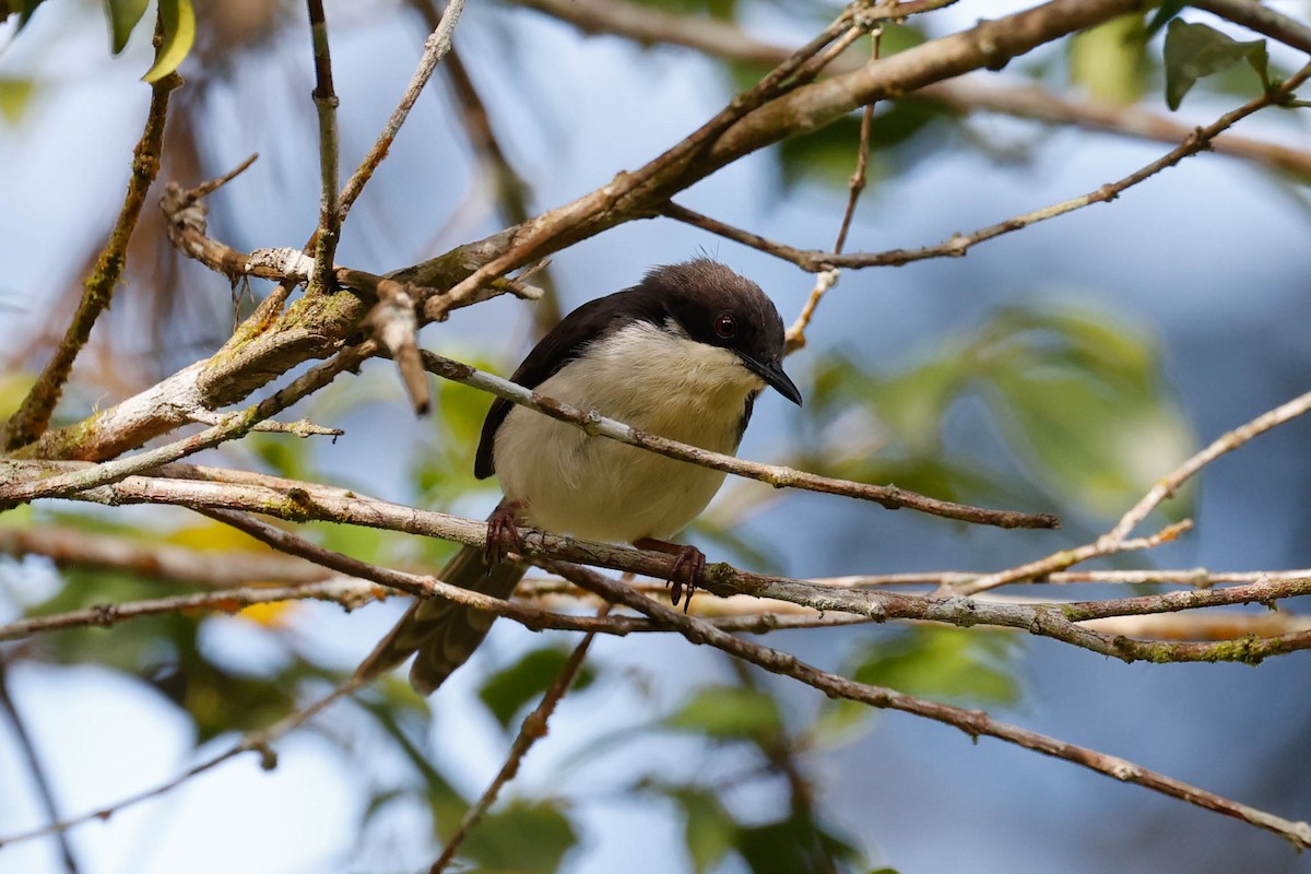 Black-headed Apalis - ML632239095