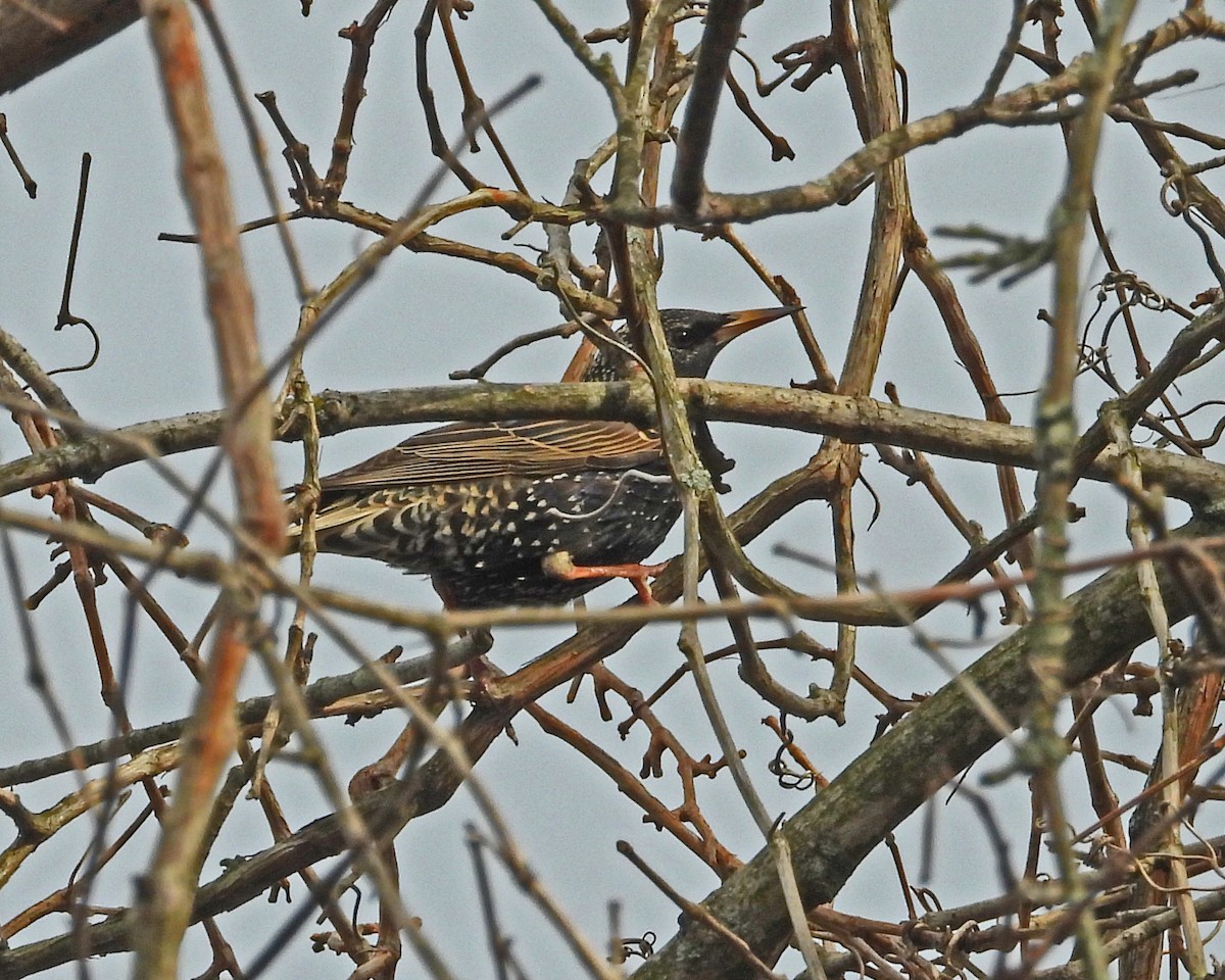 European Starling - ML632239122