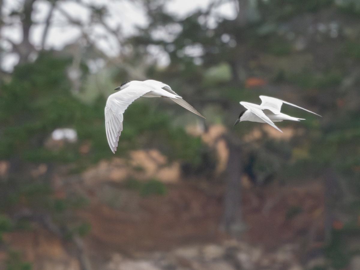 Australian Tern - ML632239125
