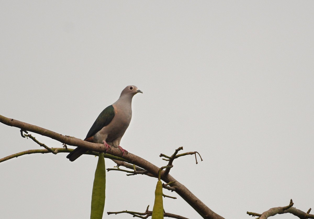 Green Imperial-Pigeon - ML632239290