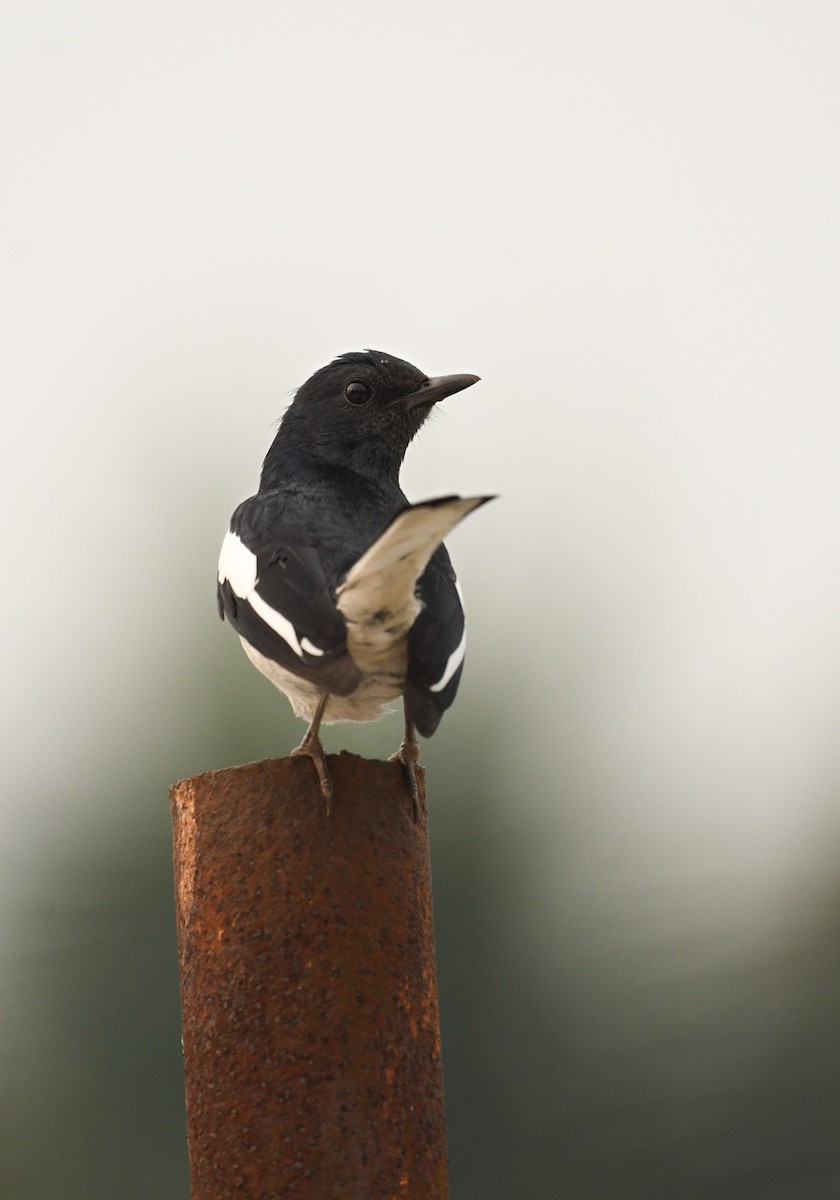 Oriental Magpie-Robin - ML632239339