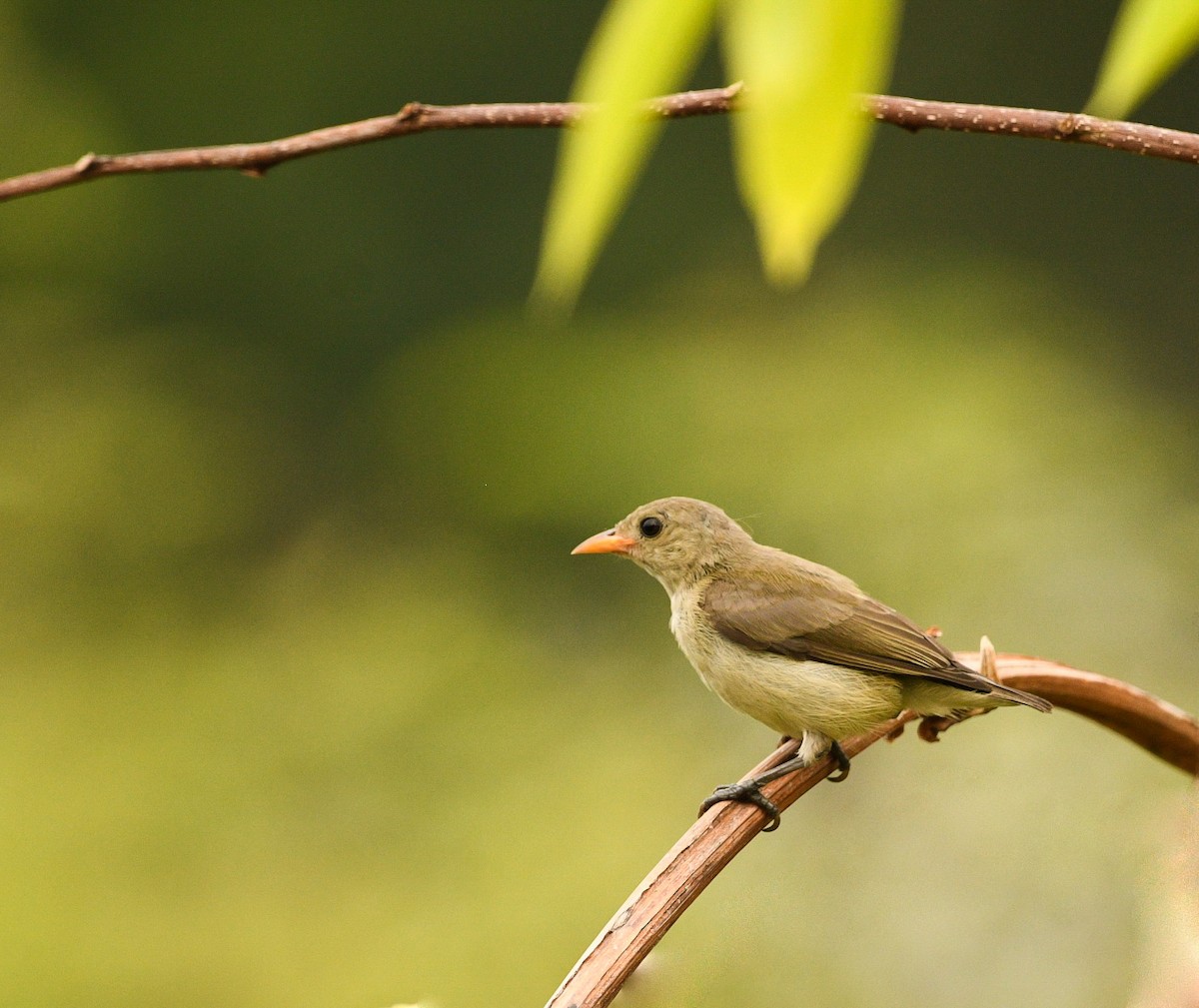 Pale-billed Flowerpecker - ML632239355