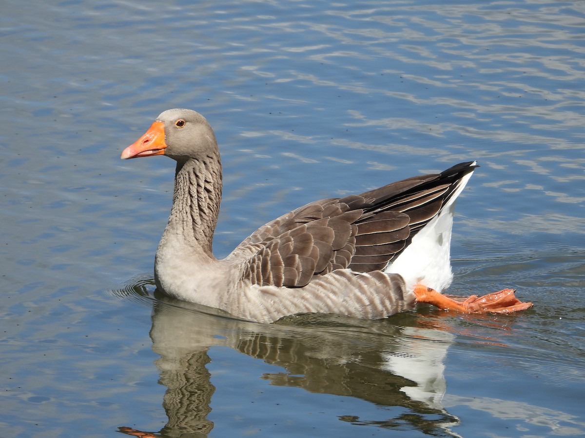 Graylag Goose (Domestic type) - ML632239364